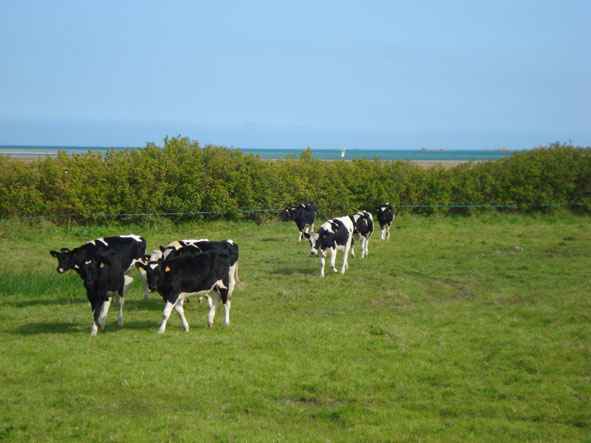 Vaches